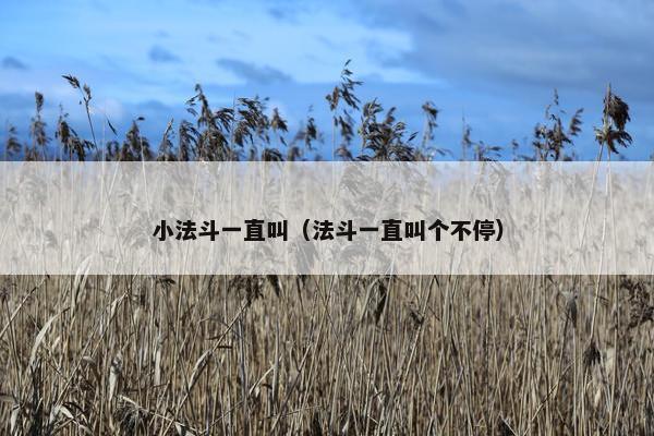 小法斗一直叫（法斗一直叫个不停）