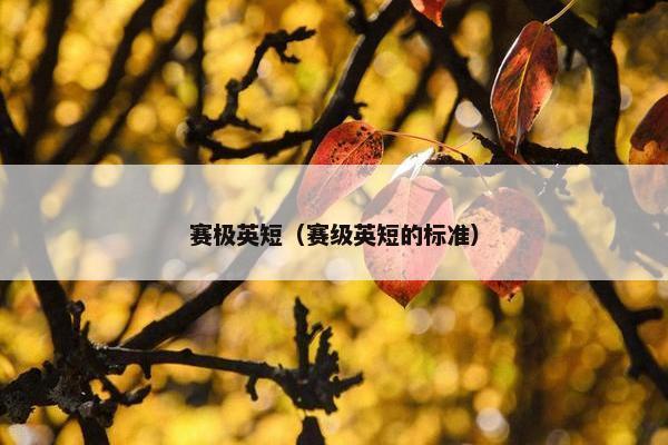 赛极英短（赛级英短的标准）