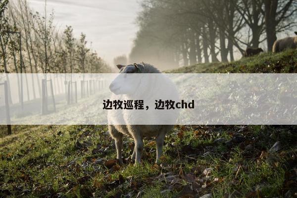 边牧巡程，边牧chd