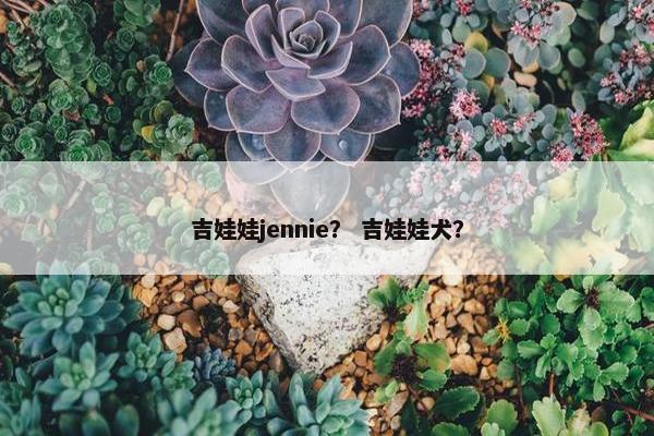 吉娃娃jennie？ 吉娃娃犬？