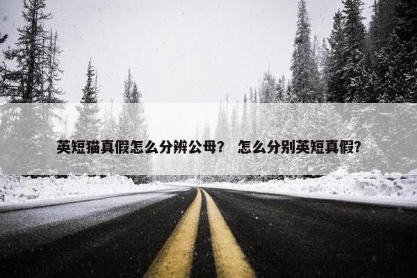 英短猫真假怎么分辨公母？ 怎么分别英短真假？