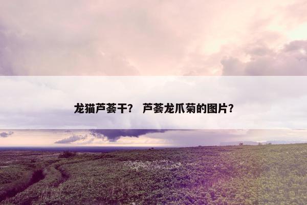 龙猫芦荟干？ 芦荟龙爪菊的图片？