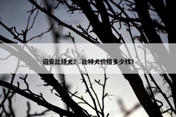 诏安比特犬? 比特犬价格多少钱?