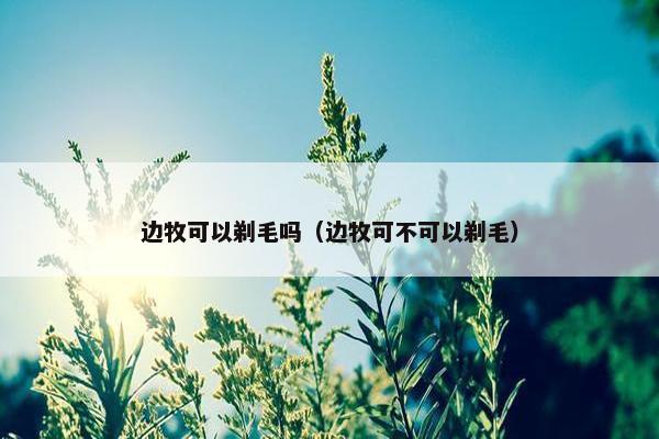 边牧可以剃毛吗（边牧可不可以剃毛）