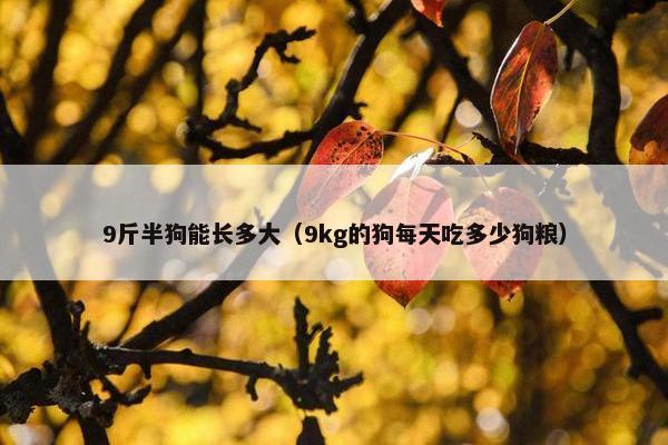 9斤半狗能长多大（9kg的狗每天吃多少狗粮）