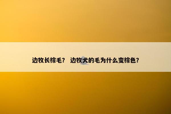 边牧长棕毛？ 边牧犬的毛为什么变棕色？