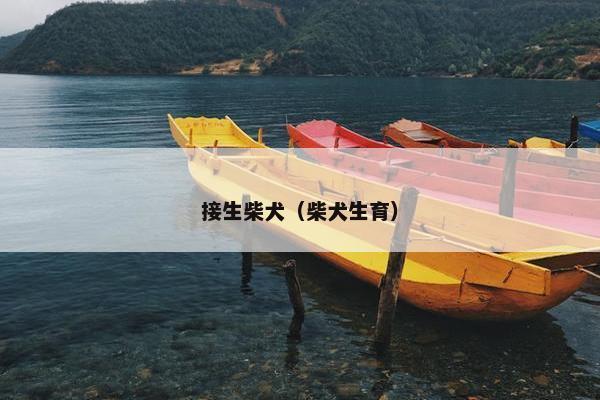 接生柴犬(柴犬生育) 接生柴犬(柴犬生育)