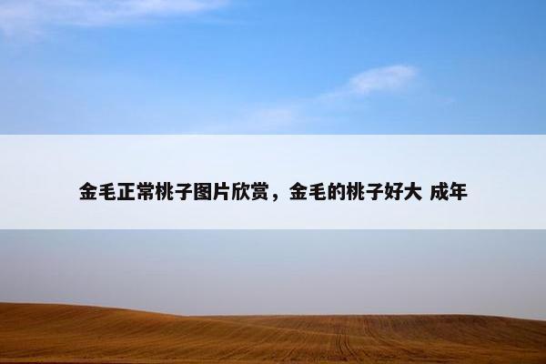 金毛正常桃子图片欣赏,金毛的桃子好大 成年 金毛正常桃子图片欣赏,金毛的桃子好大 成年