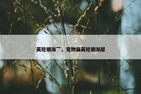 英短银渐艹，宠物猫英短银渐层
