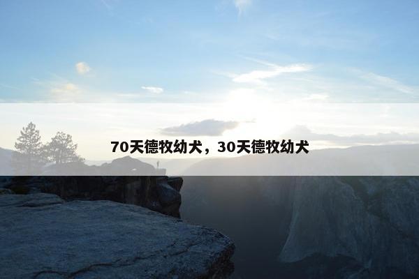 70天德牧幼犬，30天德牧幼犬