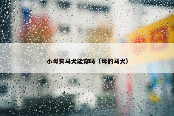 小母狗马犬能穿吗（母的马犬）