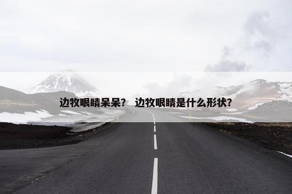 边牧眼睛呆呆？ 边牧眼睛是什么形状？