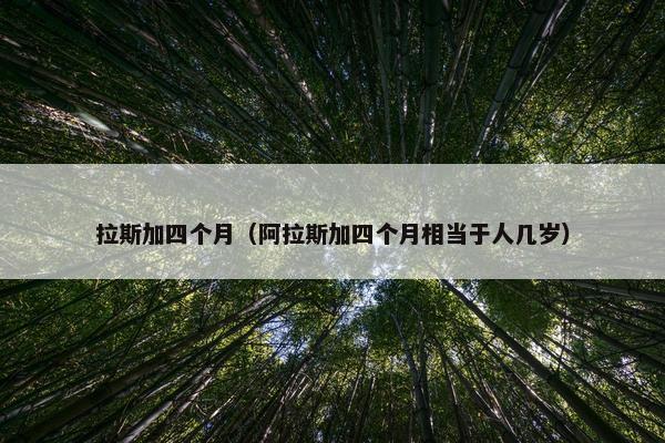拉斯加四个月（阿拉斯加四个月相当于人几岁）