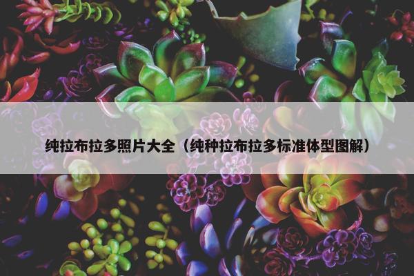 纯拉布拉多照片大全（纯种拉布拉多标准体型图解）