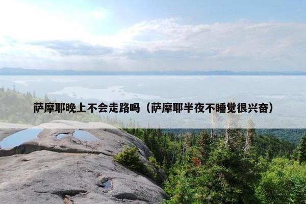 萨摩耶晚上不会走路吗(萨摩耶半夜不睡觉很兴奋) 萨摩耶晚上不会走路吗(萨摩耶半夜不睡觉很兴奋)