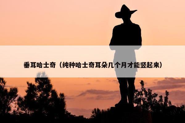 垂耳哈士奇（纯种哈士奇耳朵几个月才能竖起来）