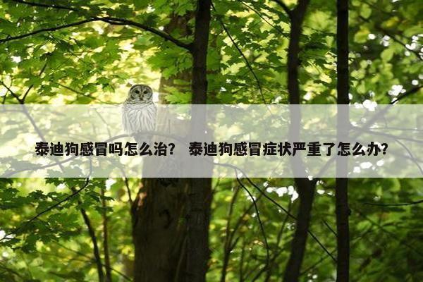 泰迪狗感冒吗怎么治？ 泰迪狗感冒症状严重了怎么办？