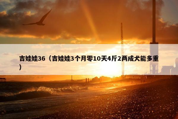 吉娃娃36（吉娃娃3个月零10天4斤2两成犬能多重）