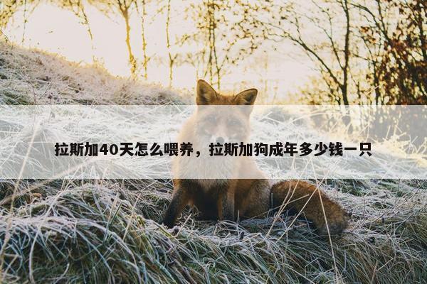 拉斯加40天怎么喂养，拉斯加狗成年多少钱一只