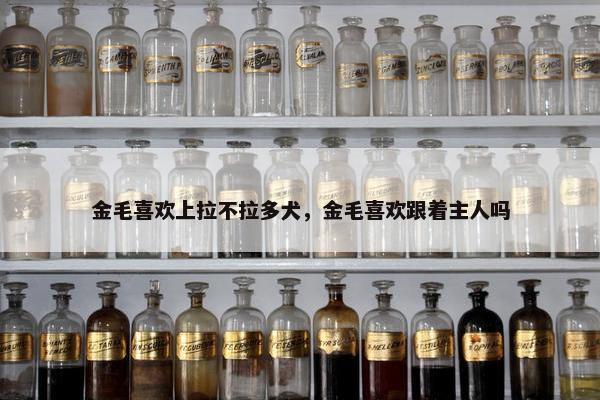 金毛喜欢上拉不拉多犬，金毛喜欢跟着主人吗