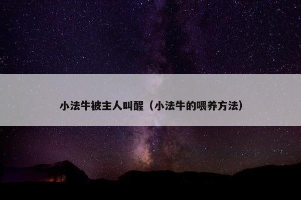 小法牛被主人叫醒（小法牛的喂养方法）