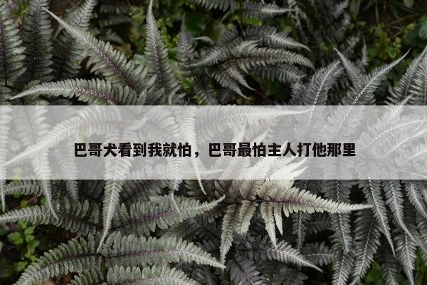 巴哥犬看到我就怕，巴哥最怕主人打他那里