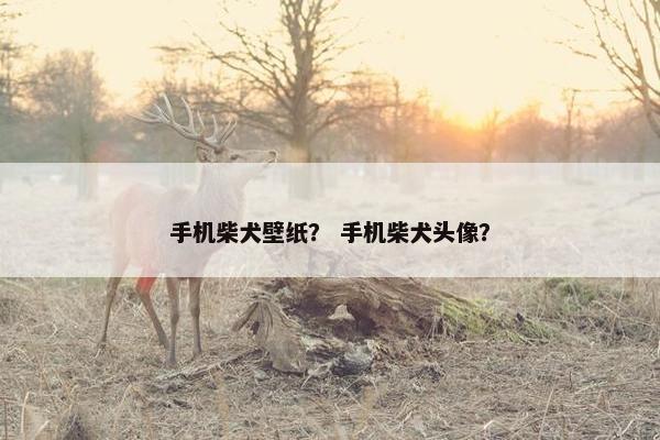 手机柴犬壁纸？ 手机柴犬头像？