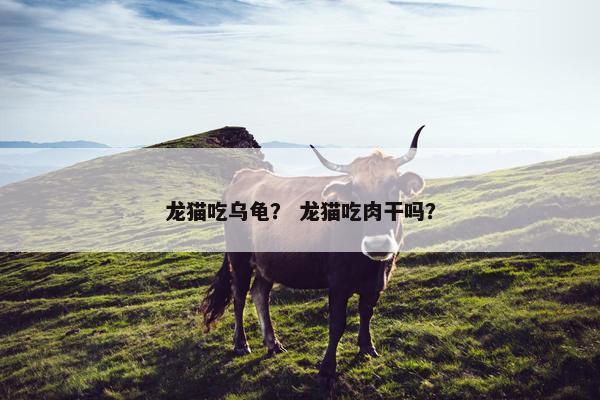 龙猫吃乌龟? 龙猫吃肉干吗?