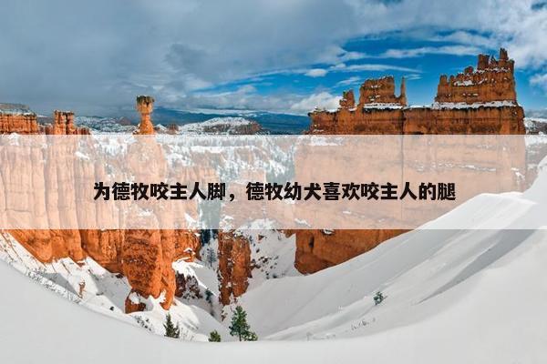 为德牧咬主人脚,德牧幼犬喜欢咬主人的腿