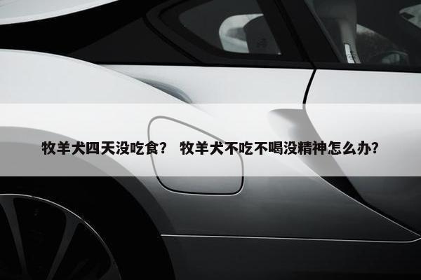 牧羊犬四天没吃食? 牧羊犬不吃不喝没精神怎么办?