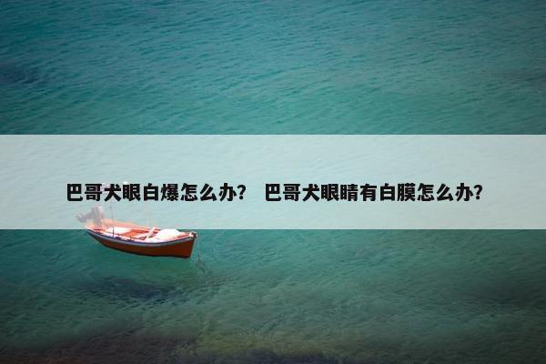 巴哥犬眼白爆怎么办？ 巴哥犬眼睛有白膜怎么办？