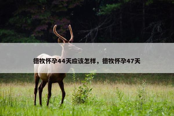 德牧怀孕44天应该怎样,德牧怀孕47天 德牧怀孕44天应该怎样,德牧怀孕47天