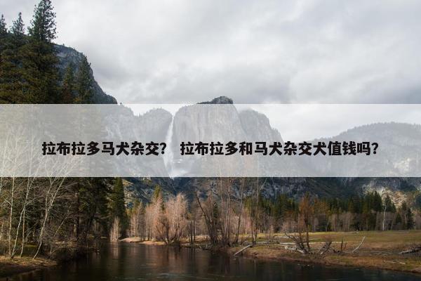 拉布拉多马犬杂交？ 拉布拉多和马犬杂交犬值钱吗？