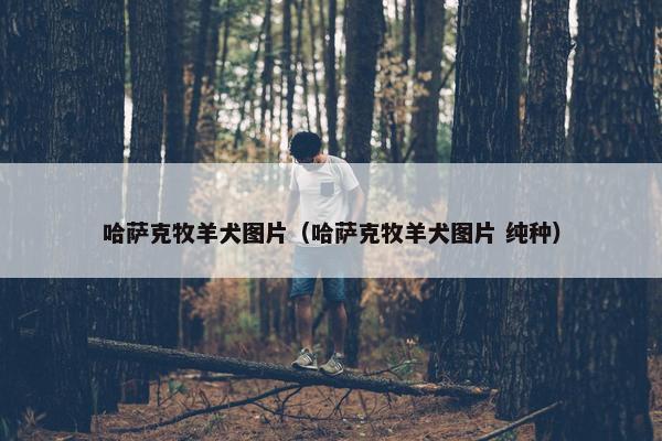 哈萨克牧羊犬图片(哈萨克牧羊犬图片 纯种) 哈萨克牧羊犬图片(哈萨克牧羊犬图片 纯种)