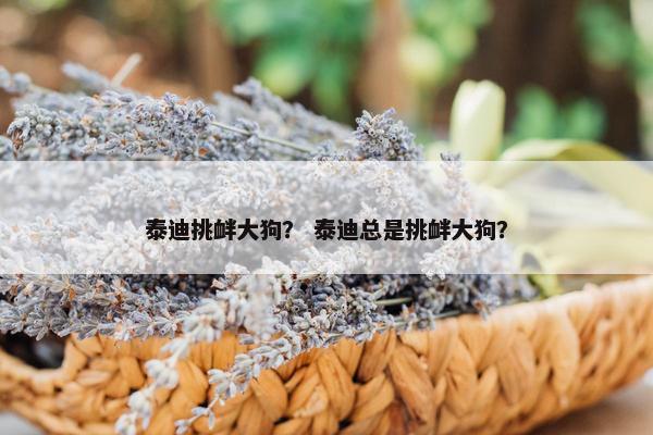 泰迪挑衅大狗？ 泰迪总是挑衅大狗？