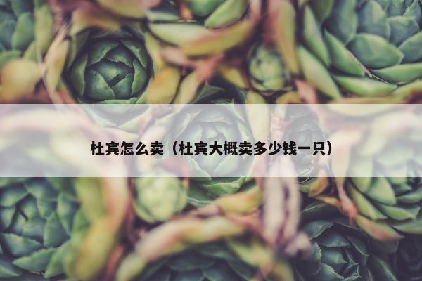 杜宾怎么卖（杜宾大概卖多少钱一只）