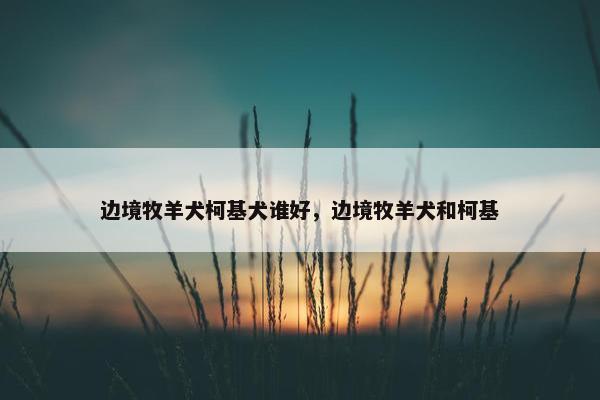 边境牧羊犬柯基犬谁好,边境牧羊犬和柯基