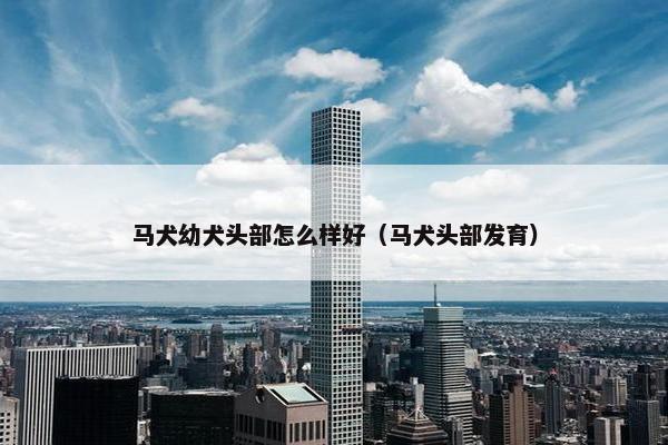马犬幼犬头部怎么样好（马犬头部发育）