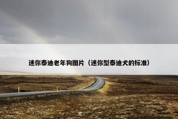 迷你泰迪老年狗图片（迷你型泰迪犬的标准）