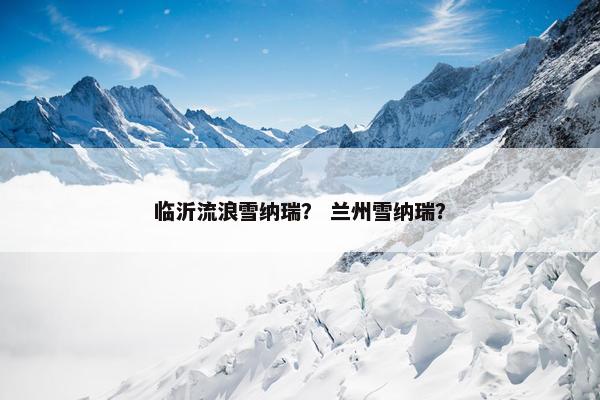 临沂流浪雪纳瑞? 兰州雪纳瑞?