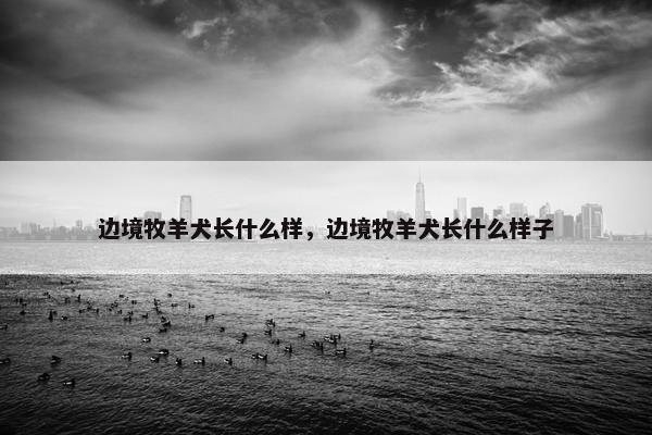 边境牧羊犬长什么样，边境牧羊犬长什么样子