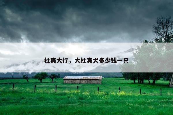 杜宾大行,大杜宾犬多少钱一只 杜宾大行,大杜宾犬多少钱一只