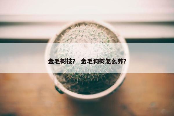 金毛树枝？ 金毛狗树怎么养？