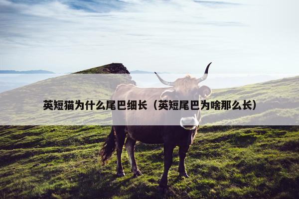 英短猫为什么尾巴细长（英短尾巴为啥那么长）