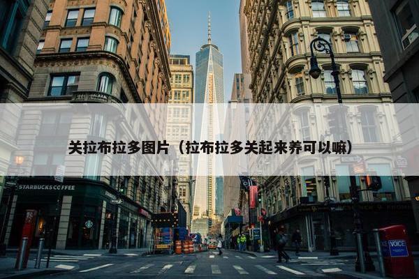 关拉布拉多图片(拉布拉多关起来养可以嘛)