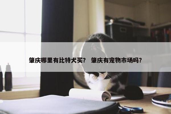 肇庆哪里有比特犬买？ 肇庆有宠物市场吗？