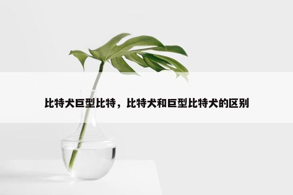 比特犬巨型比特，比特犬和巨型比特犬的区别