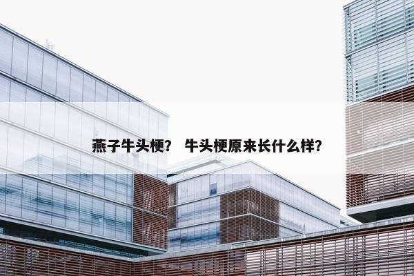 燕子牛头梗？ 牛头梗原来长什么样？