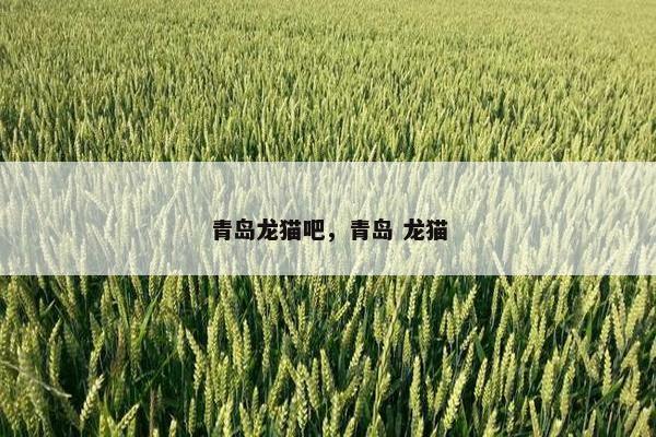 青岛龙猫吧，青岛 龙猫