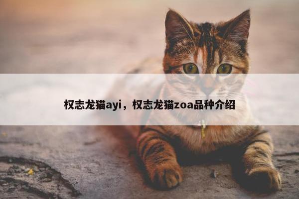 权志龙猫ayi，权志龙猫zoa品种介绍